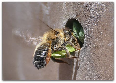 If the bee is alive within the jar, take it. Meet the Leafcutter Bee Keeping Backyard Bees