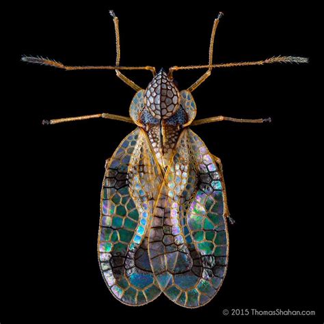 Thomas Shahan What A Beautiful Pest Heres The Azalea Lace Bug