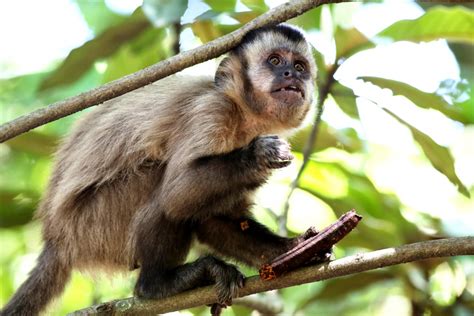 Free Images Animal Wildlife Wild Mammal Nail Fauna Primate