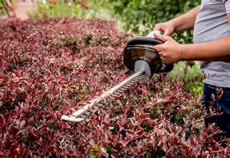 A Man Trimming Shrub With Hedge Trimmer Stock Image Image Of Bush