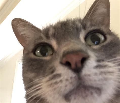 Mr Whiskers Figuring Out The Front Facing Camera Cute Baby Cats