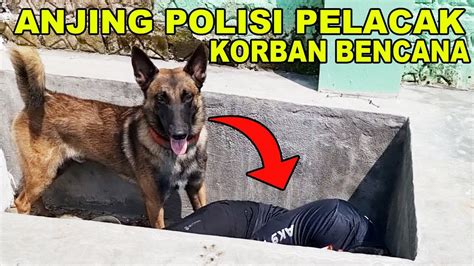 Anjing Polisi Pelacak Mencari Korban Hidup Bencana Youtube