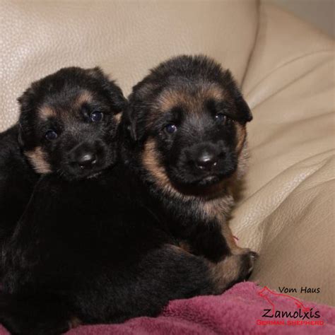 German Shepherd Puppies For Sale Colorado Zamolxishaus