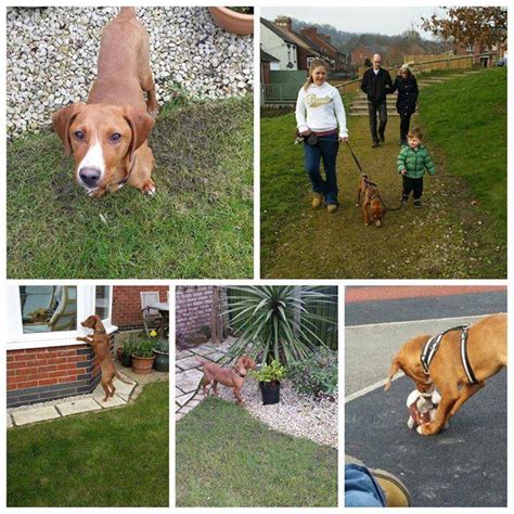 Oscar 4 12 Month Old Male Hungarian Vizsla Cross Available For Adoption