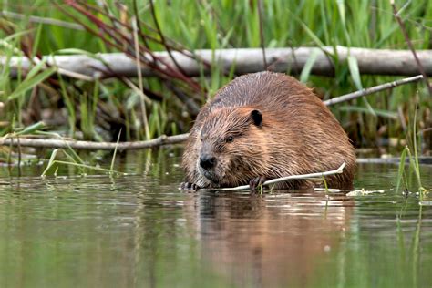 Could Beavers Be The Next Climate Heroes Abc News