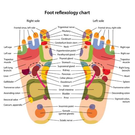 Foot Diagram Pressure Points