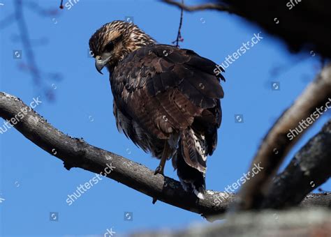 Great Black Hawk Native Central South Editorial Stock Photo Stock