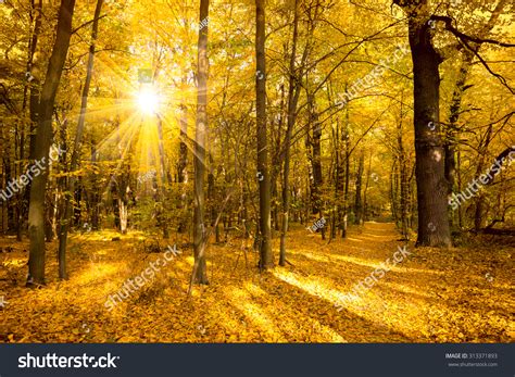 Gold Autumn Landscape With Sunlight And Sunbeams Beautiful Trees In