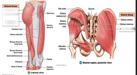 Muscles That Move The Thigh Lateral View Gluteal Group Diagram Quizlet
