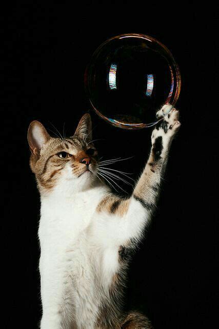 Cat Catches A Bubble Cats Cat Jokes Crazy Cats