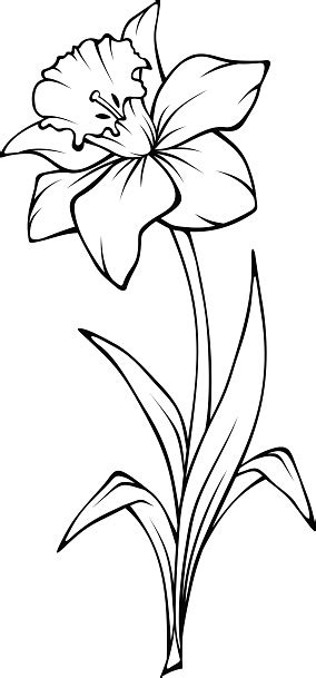 See more ideas about line art, flower tattoos, art. Narcissus Flower Vector Line Art Illustration Stock ...