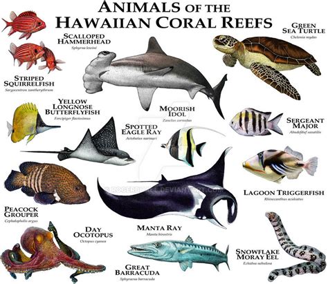 Fine Art Illustration Of Some Of The Animals Native To The Coral Reefs