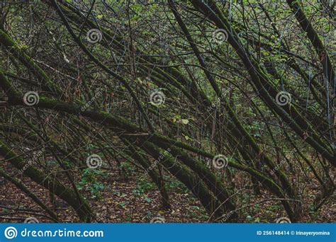 Mysterious Dark Forest With Mossy Trees Dense Thickets Gloomy