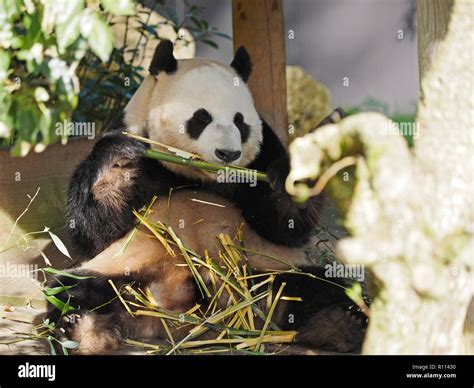 Giant Panda Bear Sitting While Eating Bamboo Rhenen Zoo The
