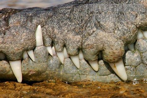 Teeth (plural) are used to help the mastication process by chewing food. Interview with Alligator - Differences between Alligators ...