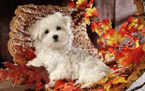 Maltese Probably The Best Toy Dog Breed For Kids K9 Research Lab