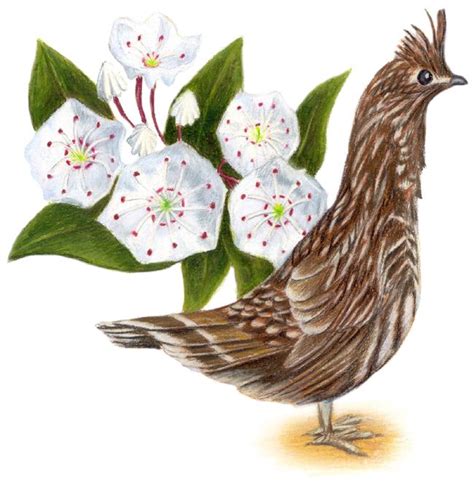 All state flowers and birds. Pennsylvania State bird-Ruffed Grouse State Flower ...