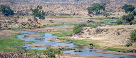 Ruaha National Park Southern Safari Circuit Tanzania Makasa Safaris