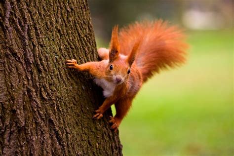 Red Squirrels May Be Cute But Theyre Also Vicious Cannibals Cottage