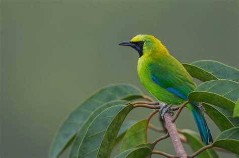 Galeri video & foto burung cucak ijo mania. 5 Jenis Burung Cucak Ijo Paling Gacor dan Populer di Indonesia - Burungnya.com