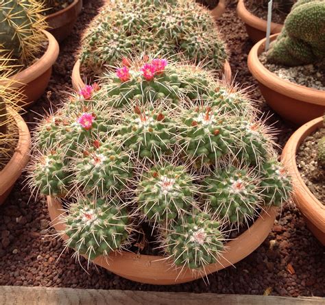 Secondly overpotting never killed cactus. Mammillaria compressa - Giromagi Cactus | Piante grasse ...