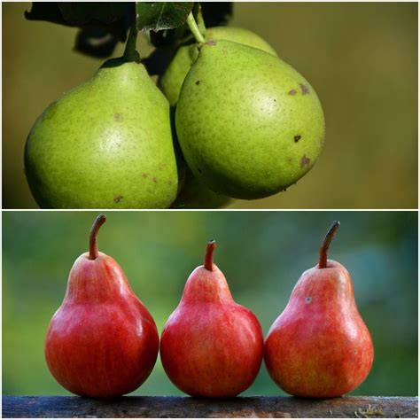 Double Pear Twist Tree 2 Varieties Of Pears Growing On 1 Tree 2 Ye