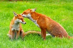 File:Red Fox (Vulpes vulpes) -British Wildlife Centre-8.jpg - Wikipedia