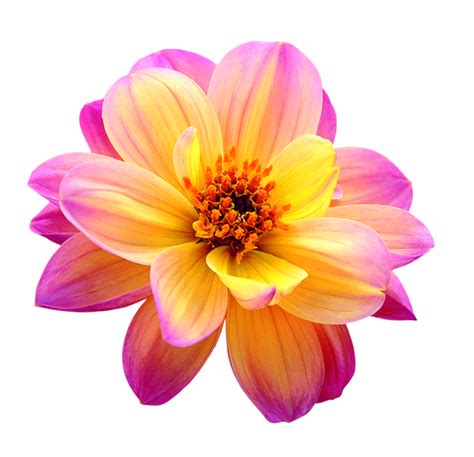 Dahlia Flower Png Image Purepng Free Transparent Cc0 Png Image Library