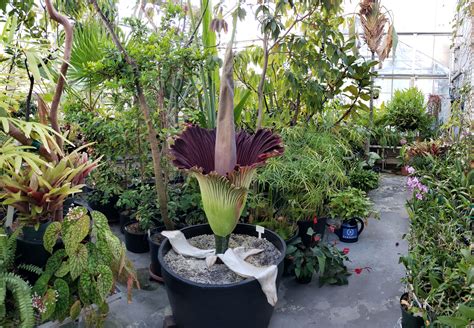 Carrion flowers attract mostly scavenging flies and beetles as pollinators. Barnard's 'Berani' Corpse Flower Blooms | Barnard College