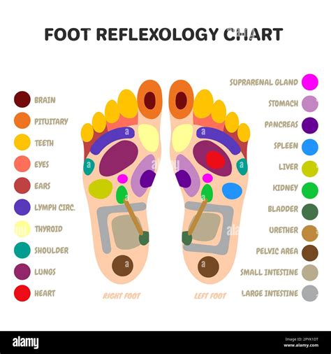 Reflexology Foot Massage Points Acupuncture And Acupressure Points Therapy Feet Alternative