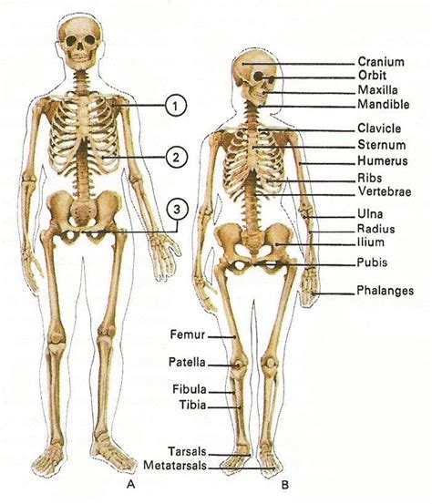Figure Drawing Female Differences Between Male And Female Skeleton