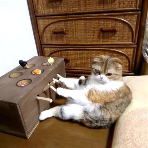 Cat Plays Diy Whack A Mole Game Jukin Licensing