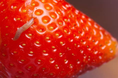 Why Are Worms Coming Out Of Strawberries In This Viral Video We Asked
