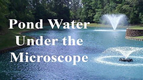 Pond Water Under The Microscope Youtube
