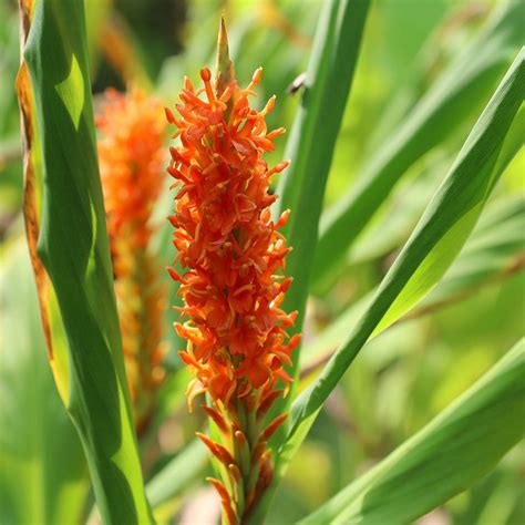 Buy Ginger Lily Hedychium Densiflorum £599 Delivery By Crocus