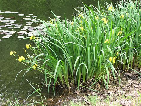 Yellow Flag Iris Iris Pseudacorus In Fayetteville Springdale Rogers