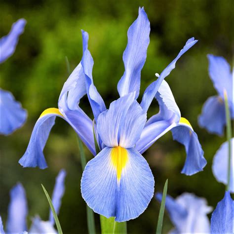 Dutch Iris Blue Diamond Easy To Grow Bulbs