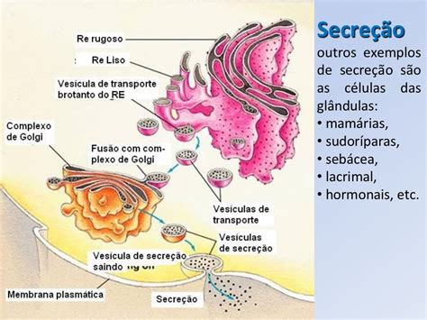 Aula 5 Secreção E Digestão Celular