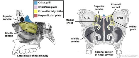 Each lateral wall of the nasal cavity has three bony projections, called the superior, middle, and inferior nasal conchae. Ethmoid Bone - Location - Structure - Relationships ...