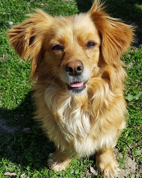 Maybe you would like to learn more about one of these? Ras Anjing di Dunia