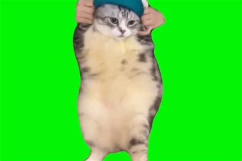Cat Dancing On Girlfriend Green Screen Archives Video Meme