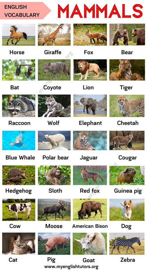 Mammals List Of Mammal Names In English With Esl Picture My English