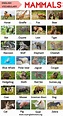 Mammals: List of Mammal Names in English with ESL Picture! - My English ...
