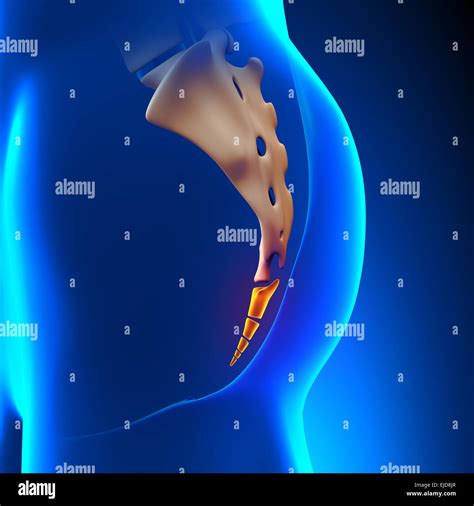 Coccyx Hi Res Stock Photography And Images Alamy