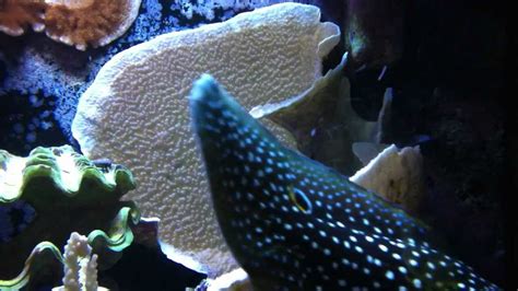 Can be hand fed, is often out during the day, has ignored almost every other fish i've added to the tank. Marine Betta Feeding - YouTube