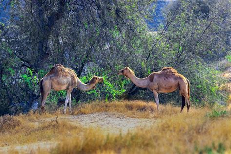 Dubai red dunes safari with sandboarding and camel ride. 11 Best Places to Visit in Umm Al Quwain | Kuntala's ...