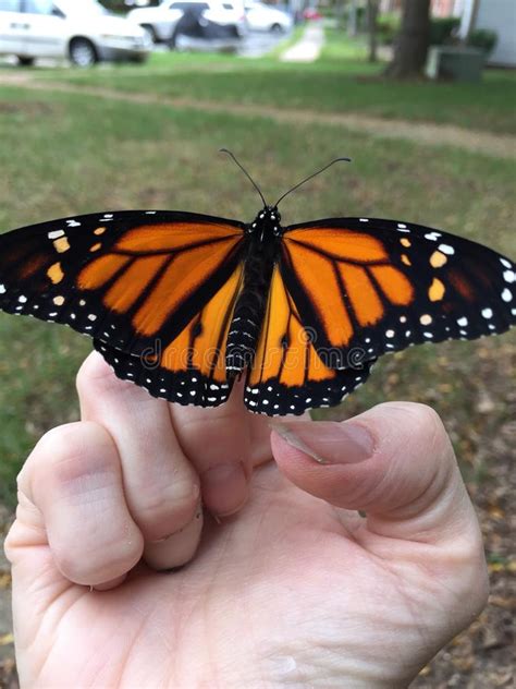 Monarch Butterfly Release Stock Photo Image Of Perched 127496252