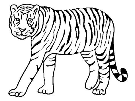 tiger shape templates crafts colouring pages  premium templates