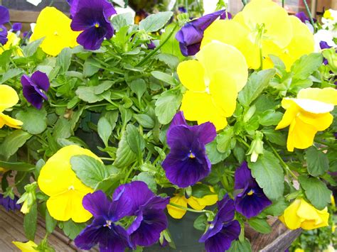 Pansies Are Great Winter Flowers That Are Always Popular They Can Be