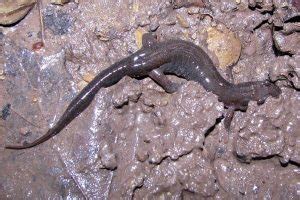 Types Of Salamanders In North America The Critter Hideout